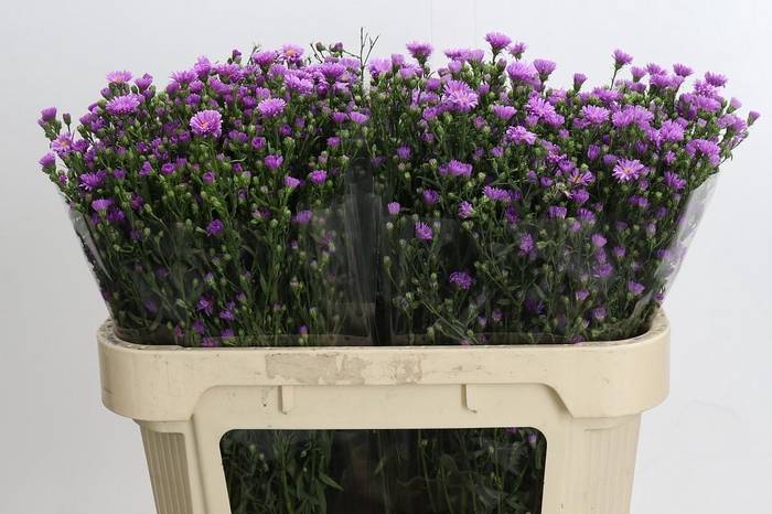 <h4>Aster Casarosa</h4>