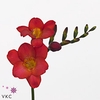 FREESIA ENK RED PASSION