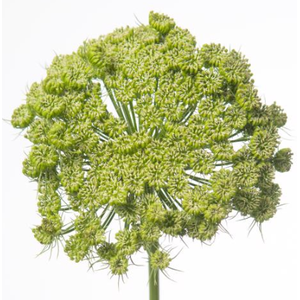 Ammi Visnaga