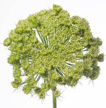<h4>Ammi Visnaga</h4>