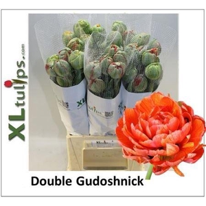 Tu Fra Du Gudoshnik Doub