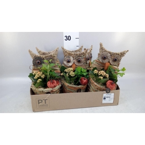Arr.   Planten L%