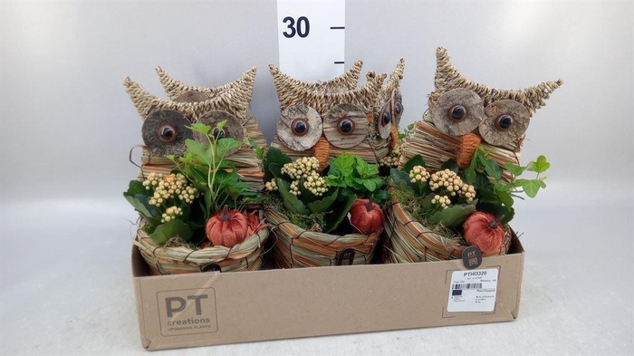 <h4>Arr.   Planten L%</h4>