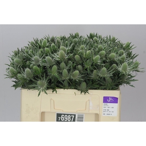 Eryngium Sirius