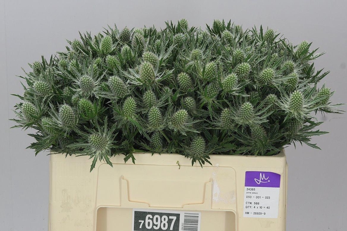 <h4>Eryngium Sirius</h4>