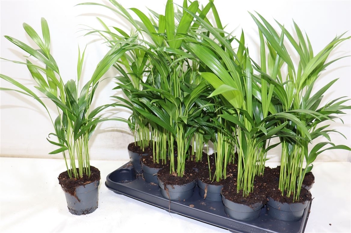 <h4>Dypsis Lutescens</h4>