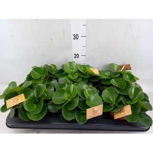 Peperomia obt. 'Green Gold'