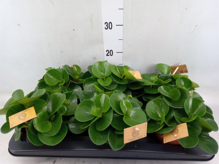 <h4>Peperomia obt. 'Green Gold'</h4>