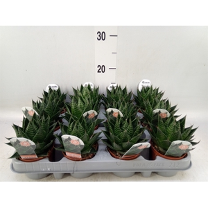 Aloe aristata 'Cosmo'