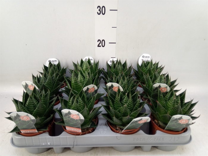 <h4>Aloe aristata 'Cosmo'</h4>