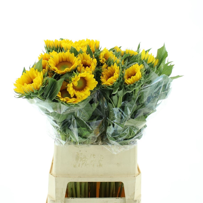 <h4>Helian An Vincent's Fresh</h4>