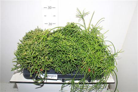<h4>Rhipsalis Gem</h4>