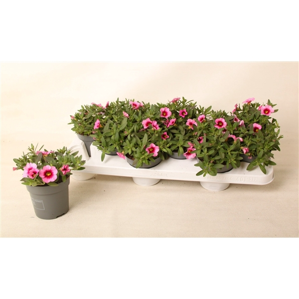 <h4>Calibrachoa Cabaret Light Pink Eye</h4>