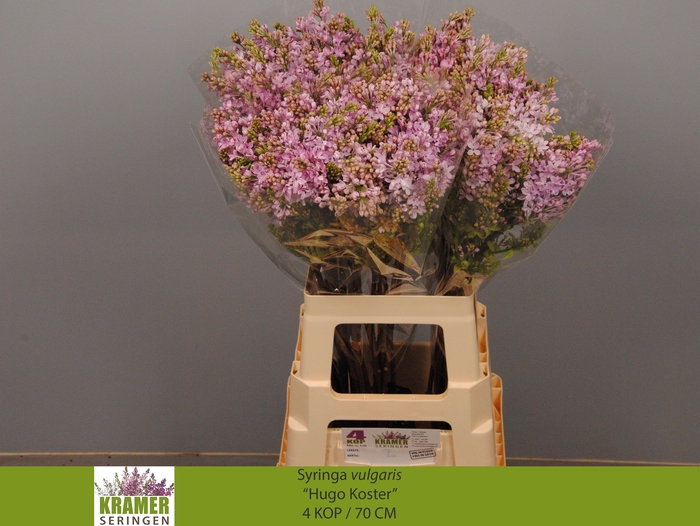 <h4>SYR V HUGO KOSTER</h4>