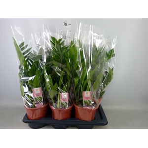 Zamioculcas zamiifolia 'Pixie'