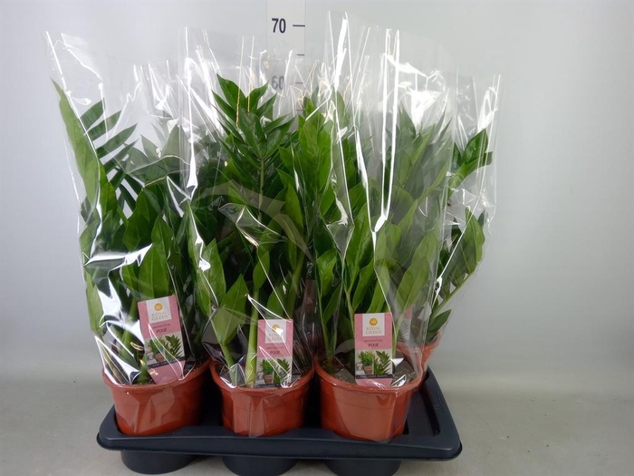<h4>Zamioculcas zamiifolia 'Pixie'</h4>