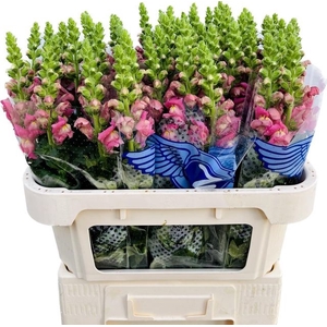 Antir Avignon Rose