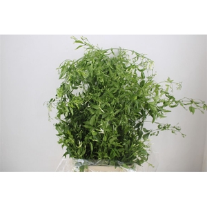 Jasmijn Ranken P Bunch
