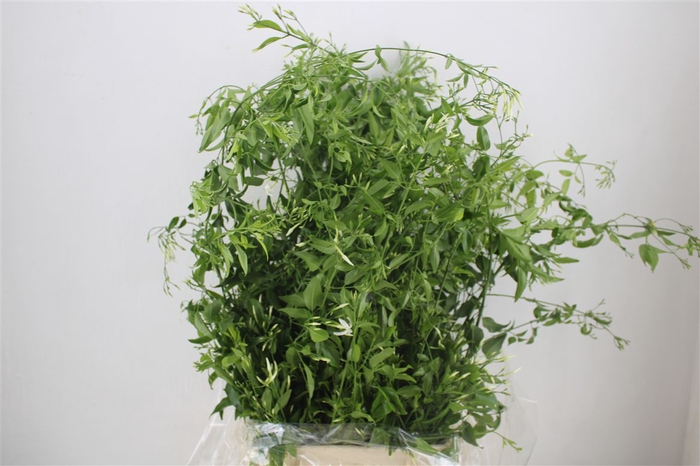 <h4>Jasmijn Ranken P Bunch</h4>