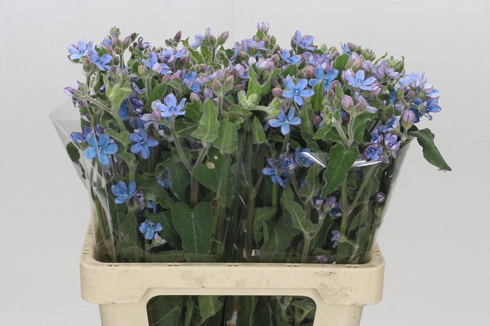 <h4>Oxypetalum Bridal Victoria</h4>