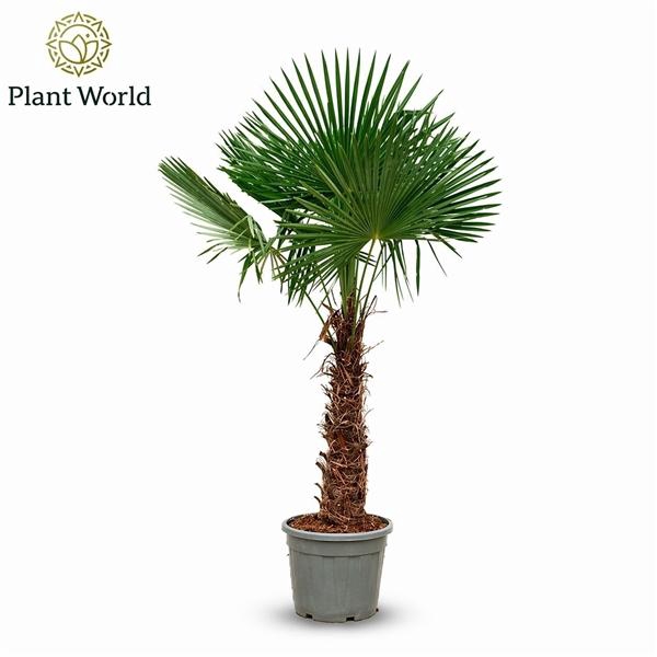 <h4>Trachycarpus fortunei</h4>