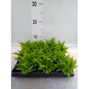 Nephrolepis exal.   ...