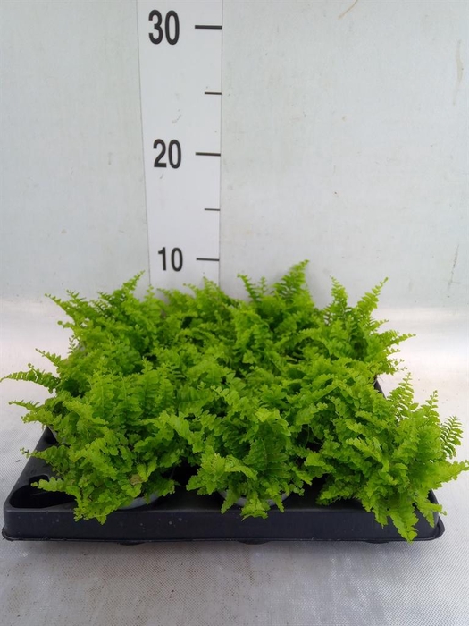 <h4>Nephrolepis exal.   ...</h4>