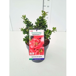 Chaenomeles speciosa