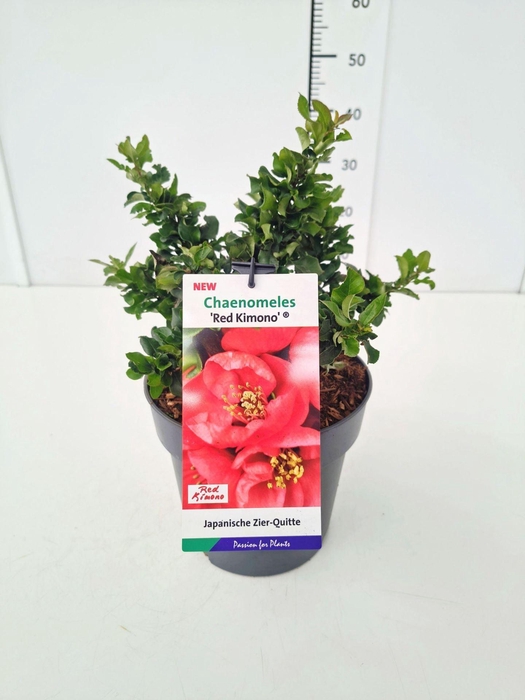 <h4>Chaenomeles speciosa</h4>