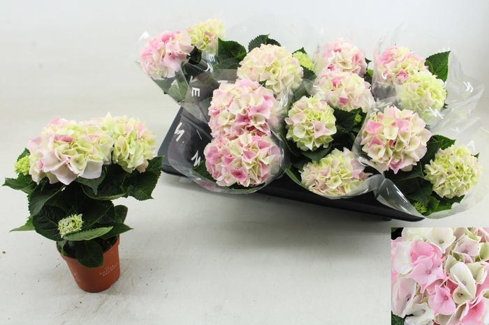 <h4>HYDR M HI DIAMOND</h4>