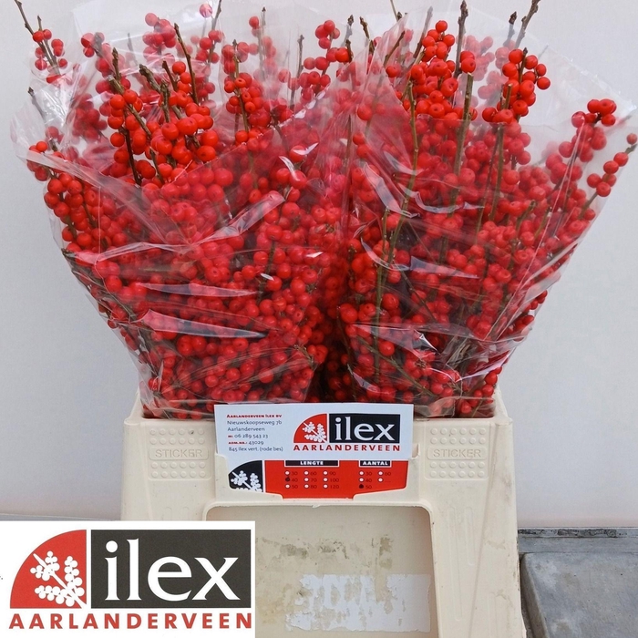 <h4>ILEX VE RODE BES</h4>