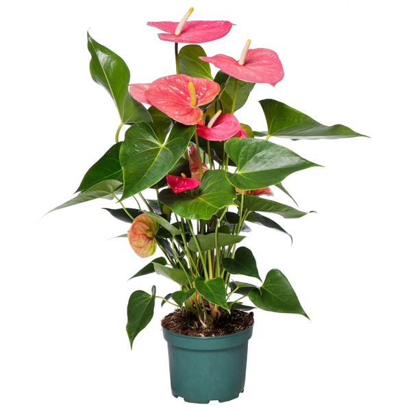 Anthurium Colorado 17cm