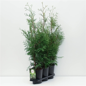 Hedgeline Thuja occidentalis Brabant C4