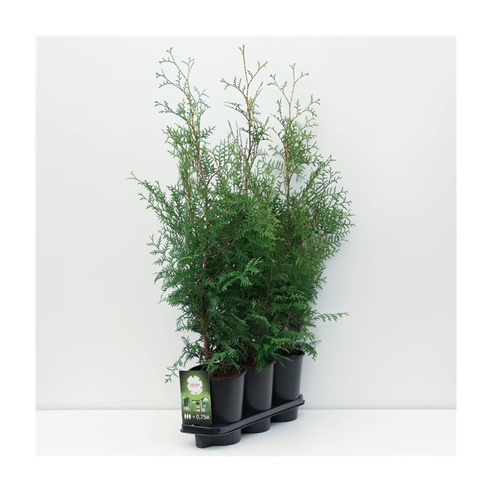 <h4>Hedgeline Thuja occidentalis (King of) Brabant C4</h4>