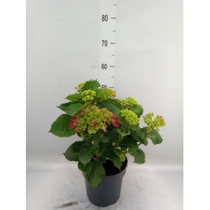 Hydrangea mac. 'Hi Fire'