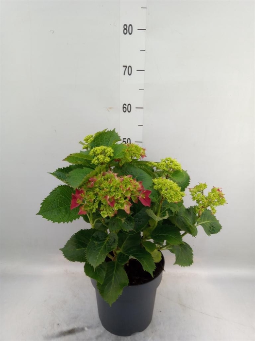 <h4>Hydrangea mac. 'Hi Fire'</h4>