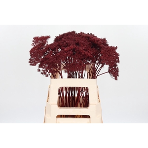 Ammi Zaad Kl Bh Bordeaux