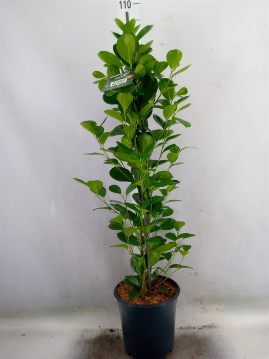 <h4>Ficus microcarpa 'Moclame'</h4>