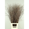 BETULA BS NATURAL+VRUCHT