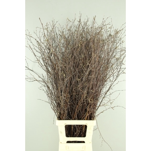 Betula Bs  Natural+Vrucht