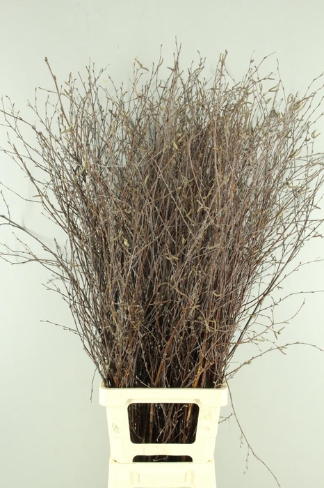 <h4>Betula Bs  Natural+Vrucht</h4>