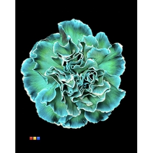Di St Tinted Ocean Green