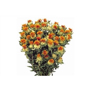 Dried Carthamus Orange Bunch