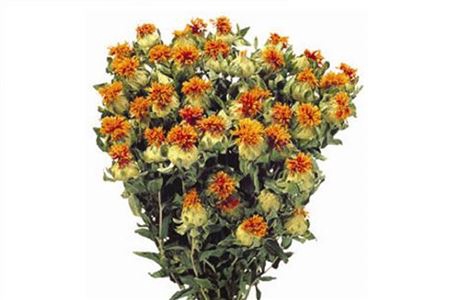<h4>Dried Carthamus Orange Bunch</h4>