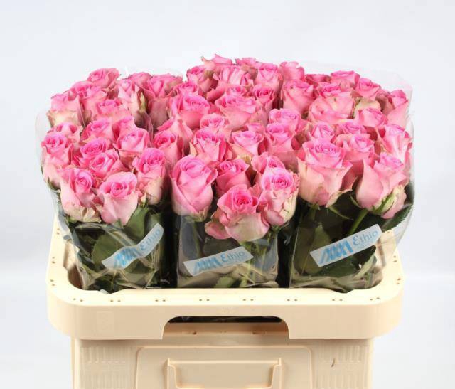 <h4>R GR REVIVAL</h4>