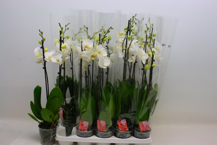 PHAL DONAU