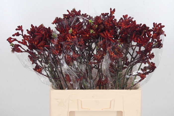 <h4>Anigoz Early Spring</h4>