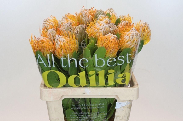 <h4>LEUCOSPERMUM  'SUPER GOLD'</h4>