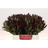 Leucadendron Saf Sunset Dark R.