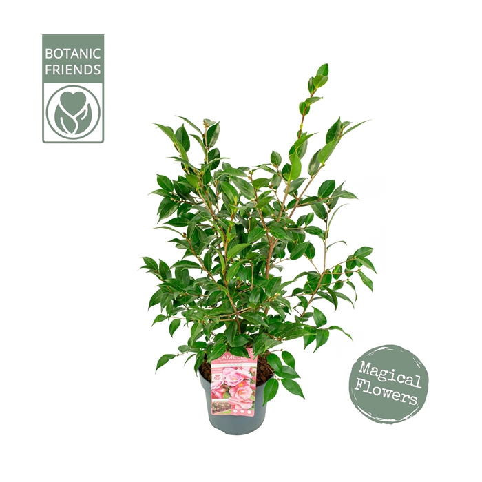 <h4>Camellia jap. 'Spring Festival' Premium</h4>